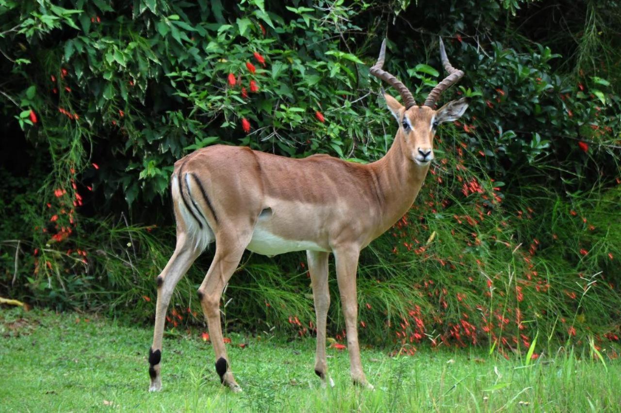 Legend Safaris 257A - In Kruger Park Lodge เฮซีวิว ภายนอก รูปภาพ